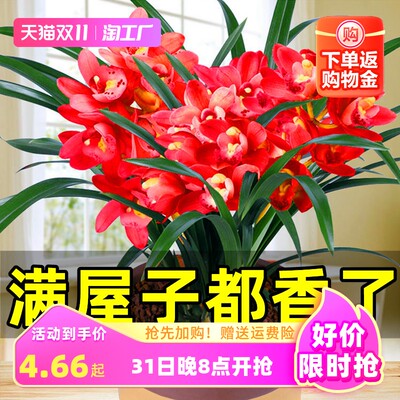 《花漾网购 当前流行的花卉与种植新风潮》