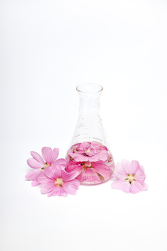 化学实验背景下的花卉 科学与美的奇妙交融