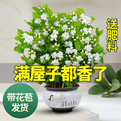 茉莉花优惠榜单 24款优惠茉莉花产品推荐