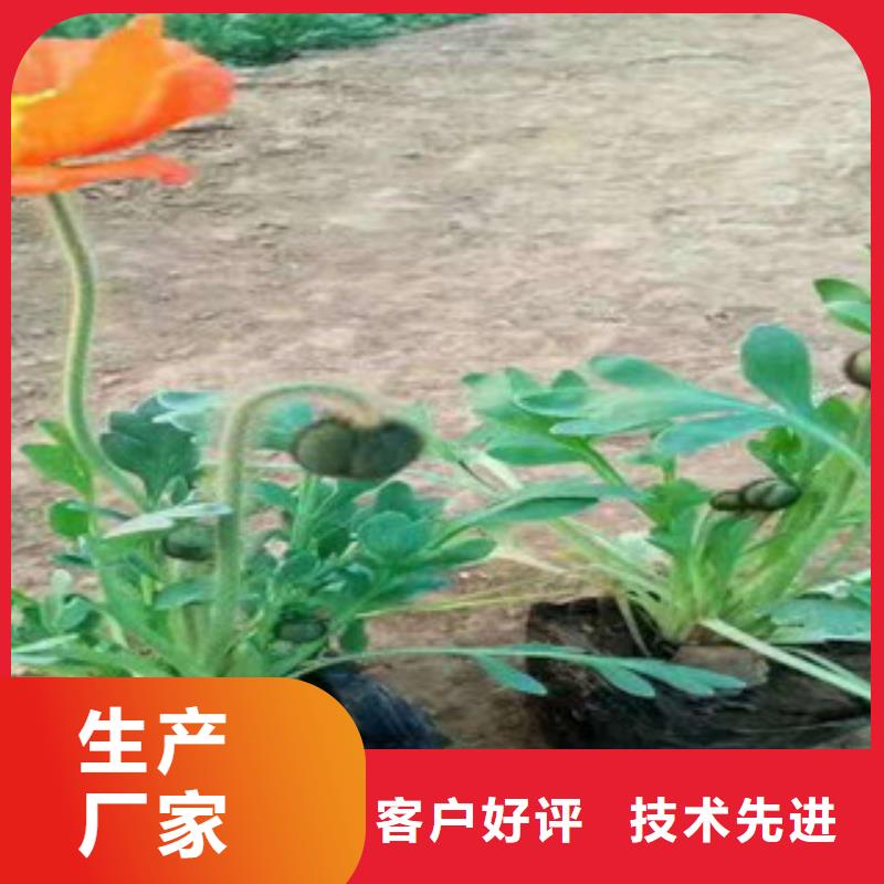 洛龙至郑州花海景观工程 一路繁花，织就中原生态画卷