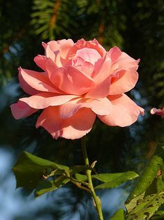 花卉摄影作品赏析 光影之间的花语