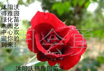 色彩苗木中的瑰宝 品种月季与微型月季的栽培与赏析