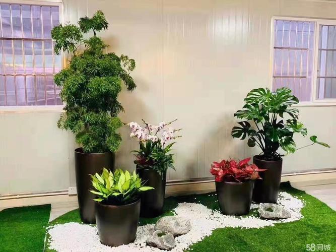 专业除草，焕新庭院——沈阳广源花卉为企业与别墅打造绿色整洁空间